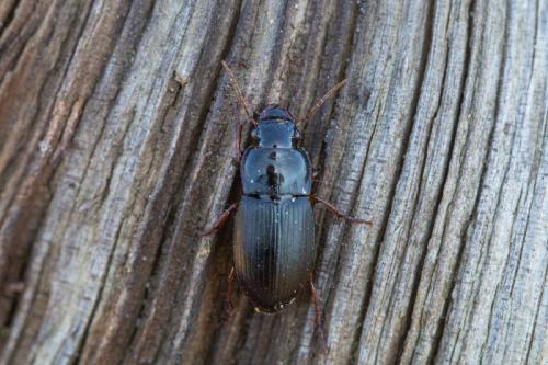 Harpalus rubripes